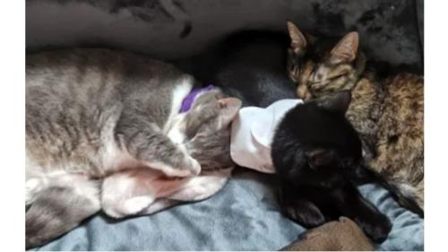 眠る猫