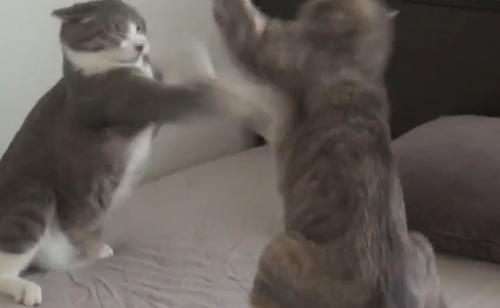 ベッドの上で喧嘩をする猫