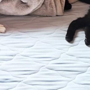 夜勤明け、ベッドの上を見たら『猫たち』が……思わず笑ってしまう瞬間に「床で十分ニャンｗ」「真ん中だねｗ」「幸せそうでたまらん」と反響