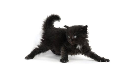 胸毛の白い子猫