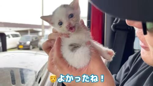 抱っこされる子猫
