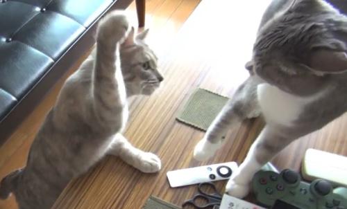 テーブルに前脚を付いている猫が猫パンチをする