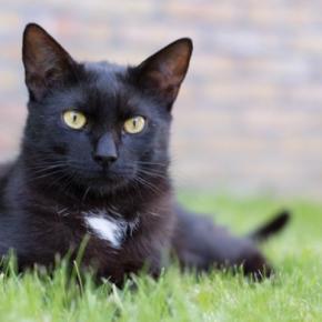 幸せを運ぶ黒猫の『エンジェルマーク』とは？悲しい歴史や幸運のサインといわれる理由