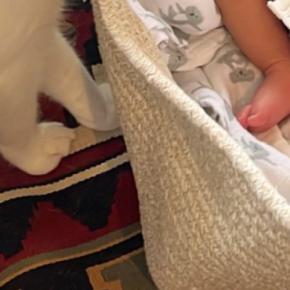 すやすやと眠る赤ちゃん→猫たちが近づいてくると…尊すぎる『初めまして』の様子に「すぐに添い寝が始まりそうｗ」「最高の組み合わせ」と反響