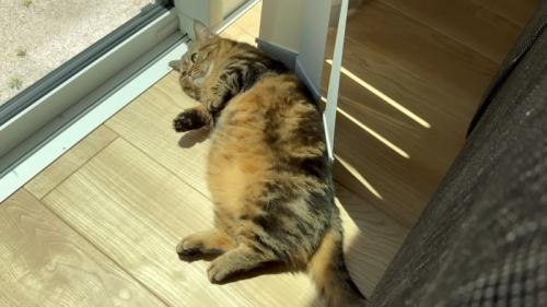 寝転がるメルくん