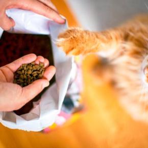 猫の健康を守る『適正カロリー』はどれくらい？ライフステージ別の目安や計算方法を解説