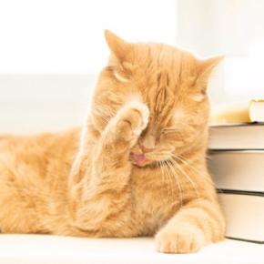 猫が本気で嫌がる『大嫌いなもの』5選　避けてあげるべき理由や不快に感じているサイン
