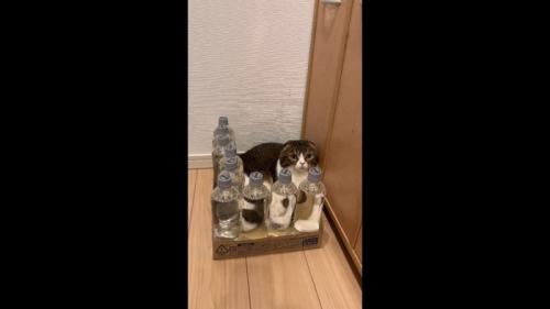 少し左を向いた姿