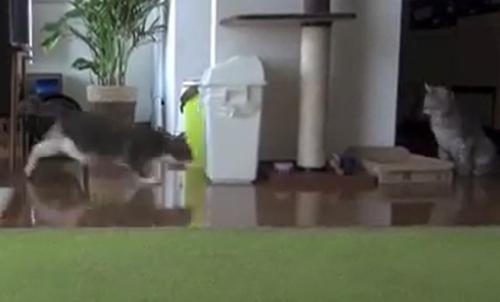 左の猫が右の猫へ駆け寄る