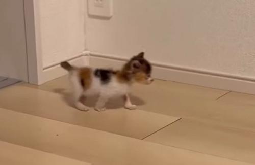 再び歩き出したつむぎちゃん