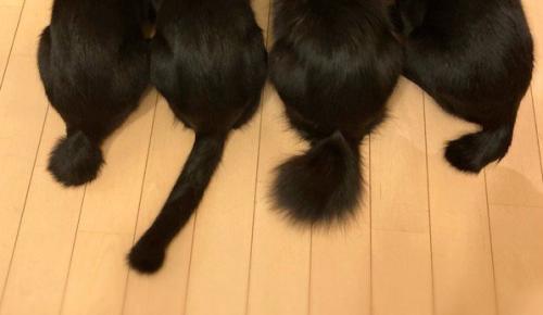 4匹の猫の尻尾