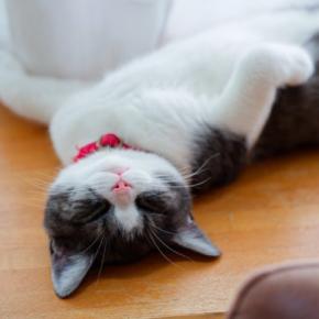 猫が『へそ天』をしたまま眠っているときの理由3つ　あなたへの信頼の証？無防備なポーズに隠された心理とは