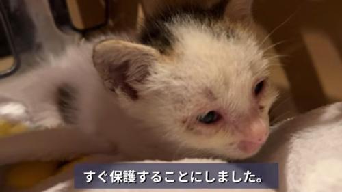 弱っている子猫