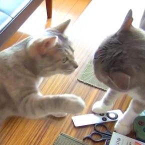 顔を合わせるたび、バトルが始まる２匹の猫→仲が悪いのかと思いきや…『ほほえましい様子』が23万再生「何回見ても面白い」「素晴らしい」