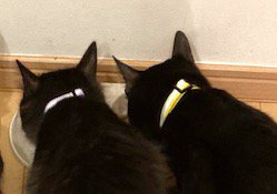 ごはんを食べる紫色の首輪の猫と黄色の首輪の猫