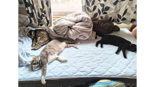 ベッドにいる猫たち