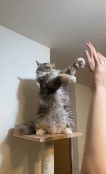 仁王立ちしている猫