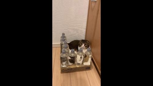 少し右を向いた姿