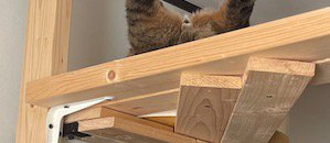 キャットウォークの上に寝転がる猫