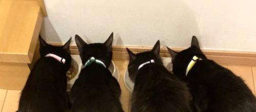 横に並んでごはんを食べる4匹の猫
