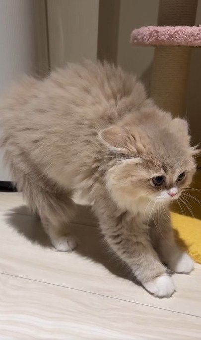 体を大きく見せるイヴちゃん