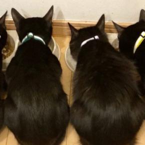 並んでごはんを食べる『そっくりな４匹の黒猫』→『しっぽの形』は驚くほど違っていて…「素敵すぎる」「みんな個性的で良い」と２万いいねの反響