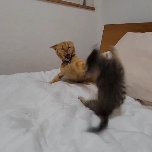 猫パンチする成猫