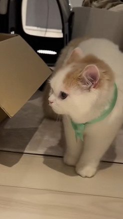 様子をうかがうティムくん