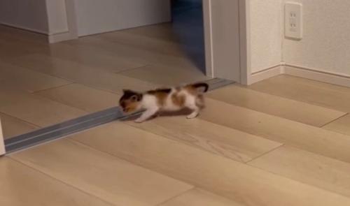 どこかへ向かうつむぎちゃん
