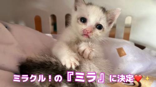 キャリーの中にいる子猫