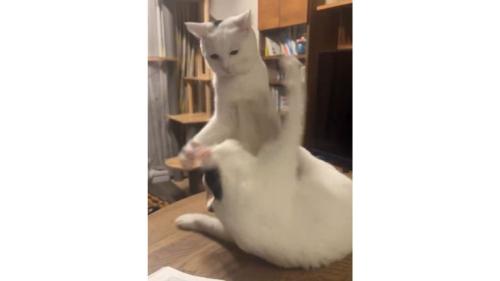 ケンカしている猫