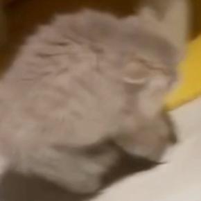全身の毛を『逆立てる子猫』→目の前にいたのは……まさかの光景が891万再生「世界一可愛い平行四辺形」「見たことない形ｗ」と大反響