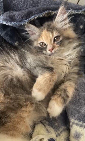 仰向けで寝ている子猫