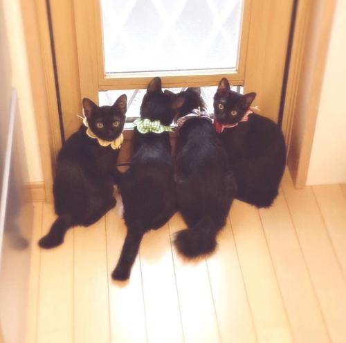 窓辺で寄り添う4匹の黒猫の子猫