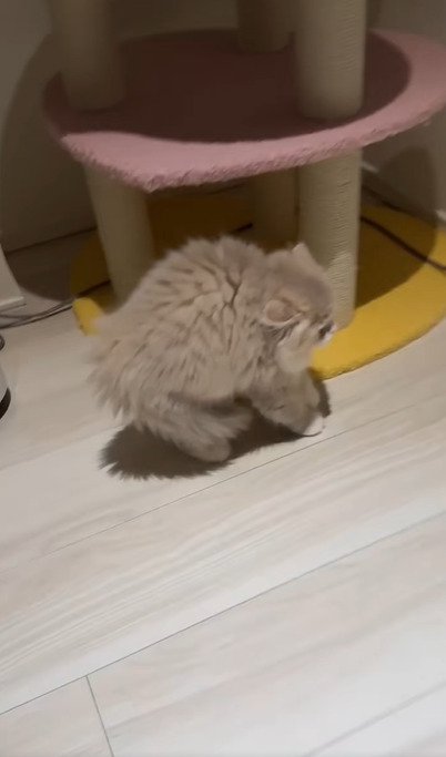 毛を逆立てて歩くイヴちゃん
