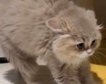 威嚇モードのイヴちゃん