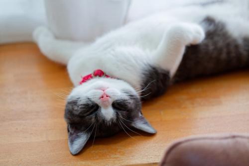仰向けに眠る猫