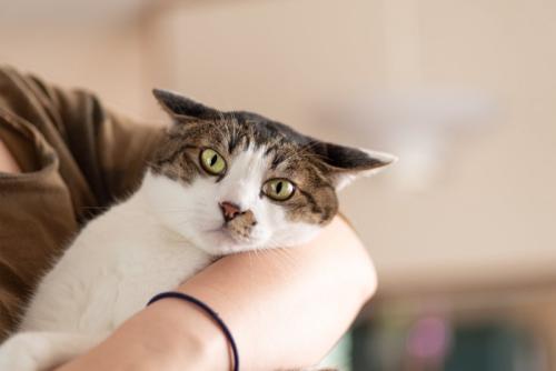 嫌がる猫