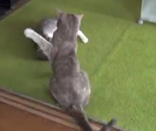 左前足を上げて寝ている猫に猫パンチをしようとする猫
