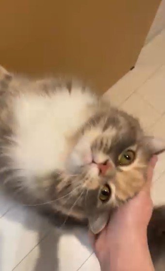 壁に掴まって立っている猫