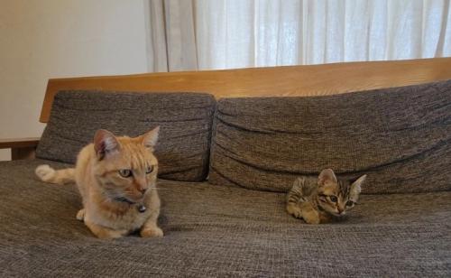 成猫と子猫