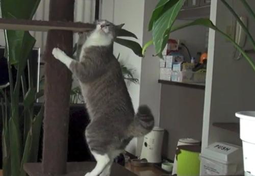 キャットタワーに顔をこすりつける猫