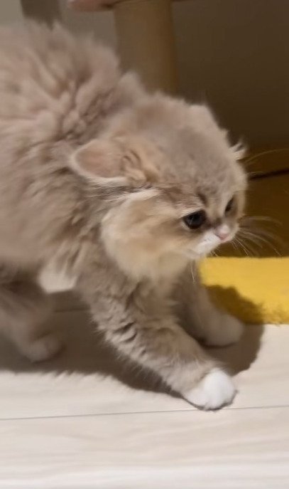 警戒しながら近づくイヴちゃん