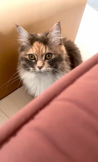 座っている猫