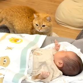 夜、添い寝の相手を探すネコ→赤ちゃんしか見つからなくて…次の瞬間見せた『尊い光景』が22万再生「微笑ましい」「着実に距離縮まってる」
