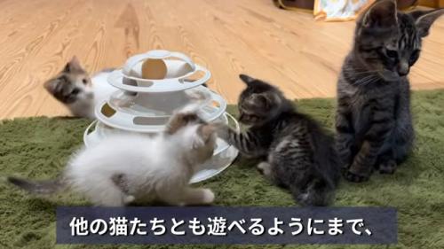 遊ぶ子猫たち
