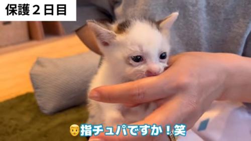 人の指を吸う子猫