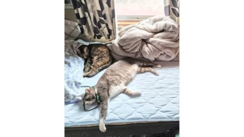 ベッドにいる猫たち