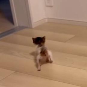 お部屋を歩き回る『生後1か月の小さな子猫』を見守った結果…尊すぎる光景が52万再生「ガニ股よちよちｗ」「語彙力失った」と悶絶の声