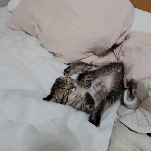 仰向けで固まる子猫